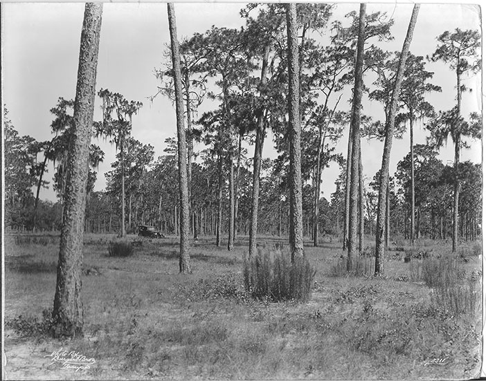 vintage photo of golf course 